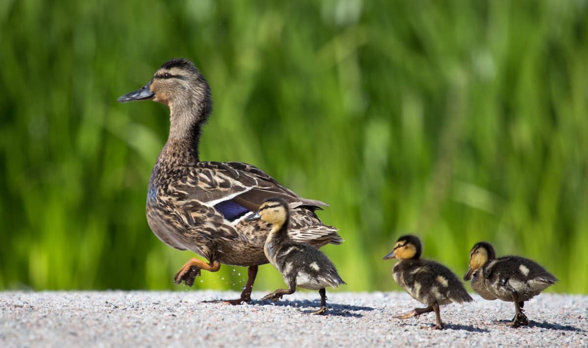 6-helpful-ways-grow-twitter-following