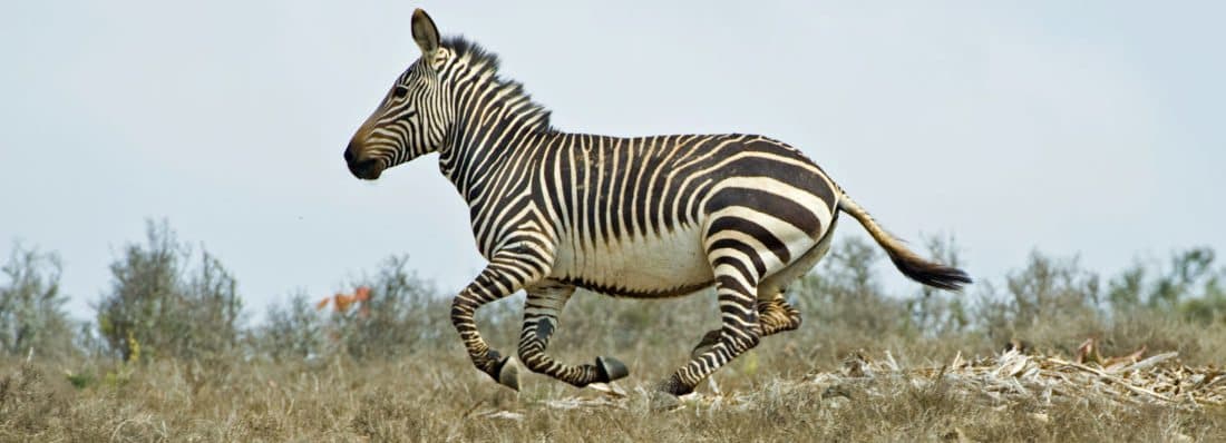 woocommerce-2-6-zipping-zebra-now-available