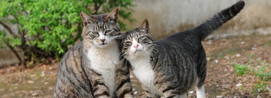 understanding-copies-references-php