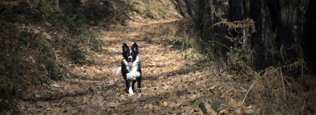 angularjs-translations-wordpress-environment