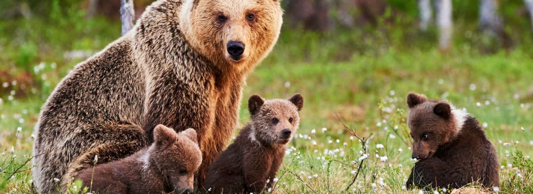 approaches-using-cdns-performance-optimization-wordpress-sites