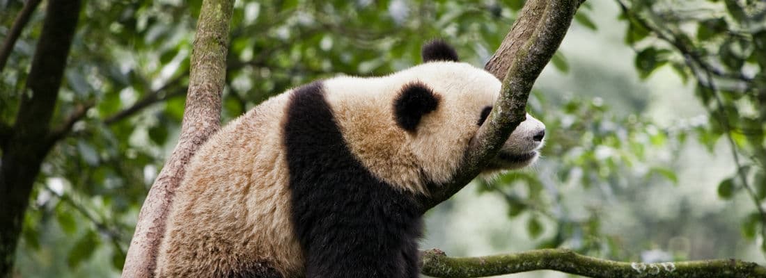 using-the-wordpress-rest-api-without-an-extra-http-request