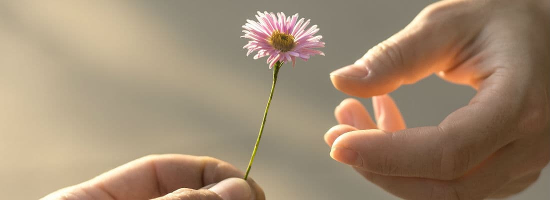 what-is-plugin-adoption-and-why-you-should-do-it