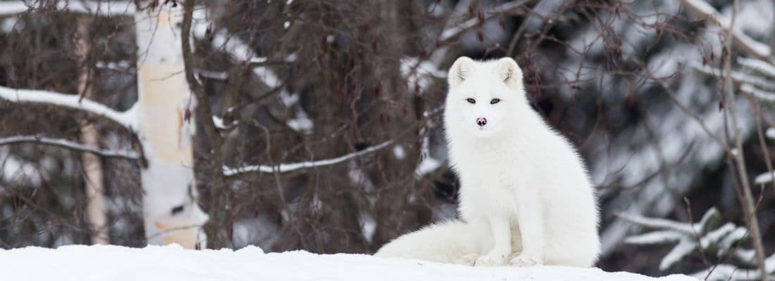 how-to-query-multiple-post-types-with-one-request-to-the-wordpress-rest-api