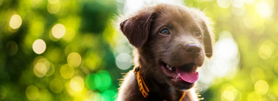 using-vuejs-es6-wordpress-admin