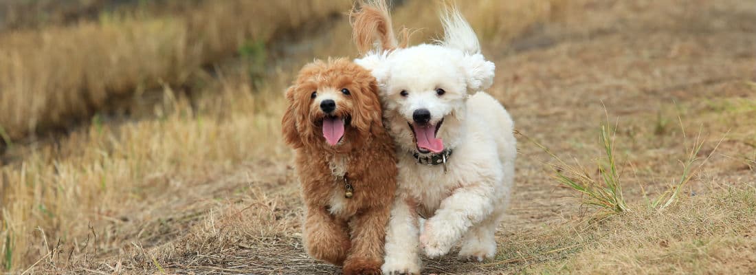 embracing-the-microservice-architecture-pattern-with-wordpress