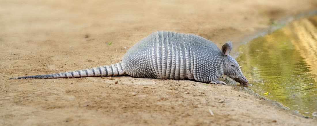 guide-async-http-requests-wordpress