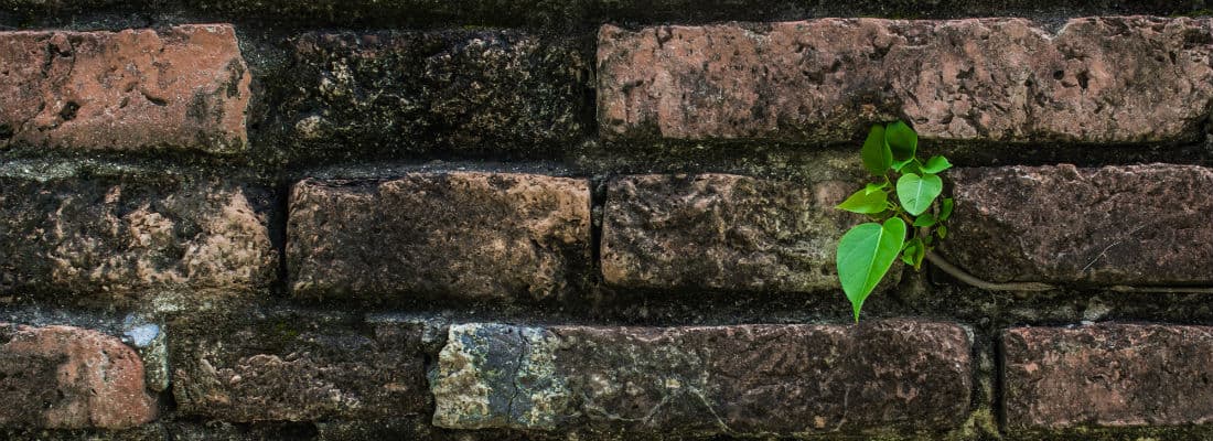 why-wordpress-is-the-most-adaptable-and-inventive-platform-out-there