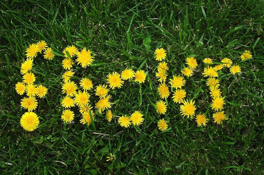 flickr-creative-commons-fair-use-mass-theft