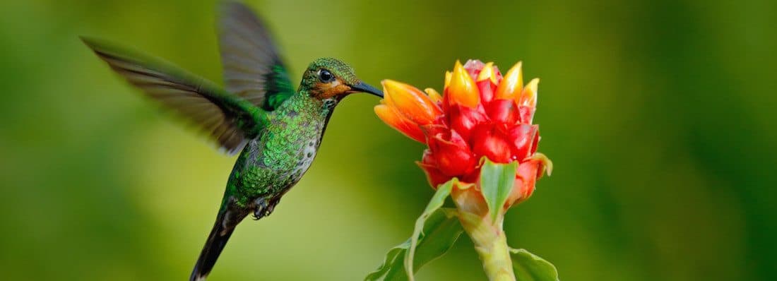 hummingbird-optimization-performance-plugin-wpmu-dev-now-available-download