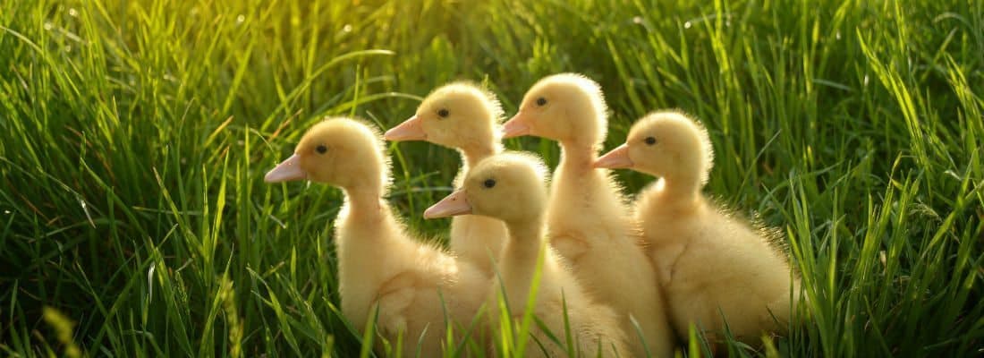 creating-incentivized-optins-easy-digital-downloads-discount-codes