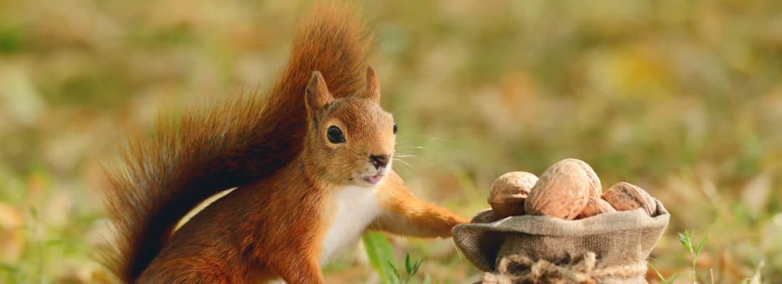 using-vuejs-components-wordpress-rest-api