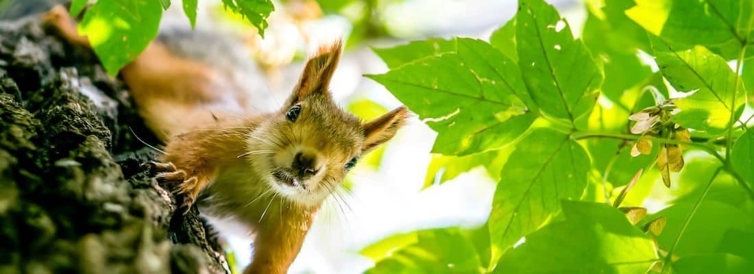 using-vuejs-router-wordpress-rest-api