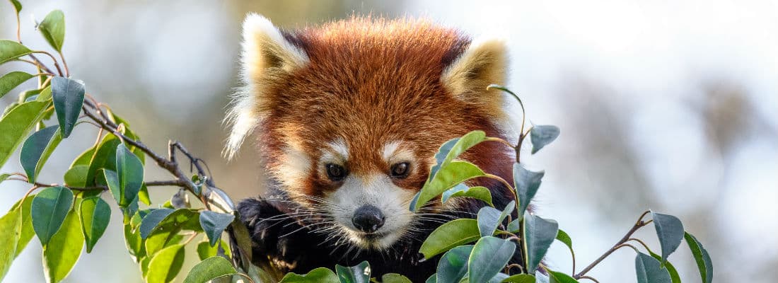 why-wordpress-is-excited-about-the-wp-cli