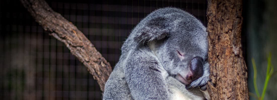 ways-start-using-wp-rest-api