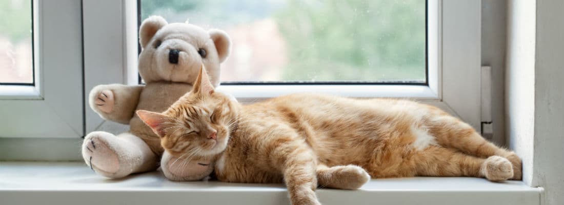 use-laravel-rest-api