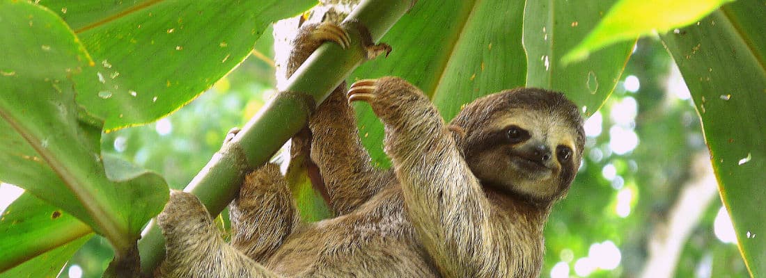 put-wordpress-hooks-question-finally-answered