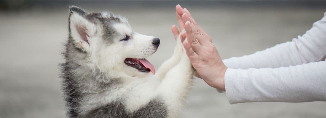 creating-wordpress-settings-page-using-wordpress-rest-api