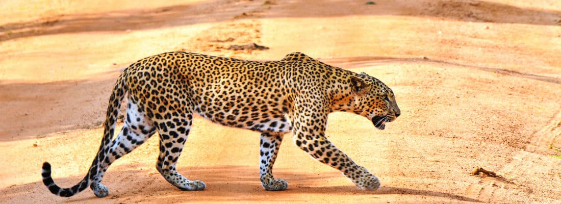 use-decorator-pattern-php