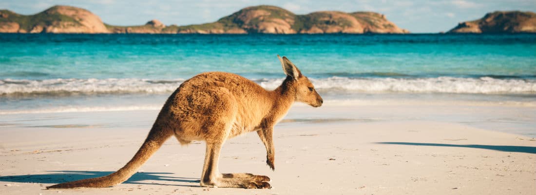 state-wordpress-community-australia-interview