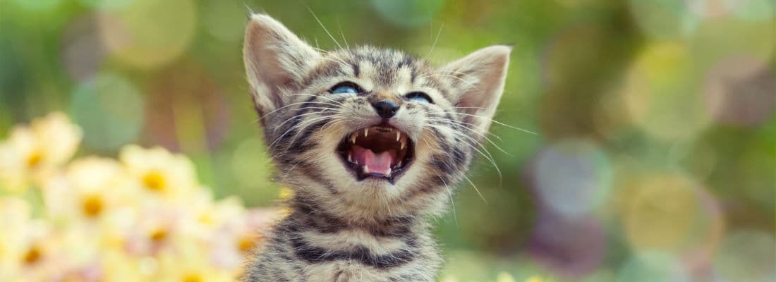 common-wordpress-form-mistakes-that-are-hurting-your-conversions